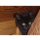 Bella, Katzenbaby - Katze