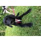 Bella, Labrador Brandlbracke Mischling  Welpen - Hündin