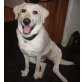 Bella, Labrador Retriever - Hündin