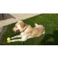 Bella, Labradormix - Hündin