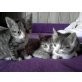 Bella, Luca, Cleo, Süße Kätzchen - Katze