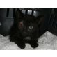 Bella & Marie, ausgesetzt, verletzt, gerettet suchen Zuhause - Katze