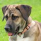 Bella, Mastin Espanol - Hündin