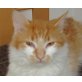 Bella, Mischling - Kater