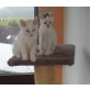 Bella, Mischling - Katze