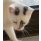Bella, Mischling - Katze