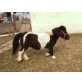 Bella, Pony Stute trächtig - Stute