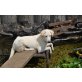Bella, Retriever / Labrador - Hündin