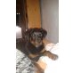 Bella, Rottweiler Welpen - Hündin