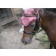 Bella, Shetland Pony - Stute