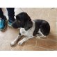 Bella, Springer Spaniel - Hündin
