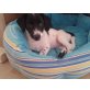 Bella, Süßes Jack Russel-Mix Mädchen Welpen - Hündin
