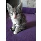 Bella, Süßes Kätzchen - Katze