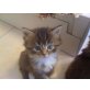 Bella, Tapsi, Maine Coon - Katze