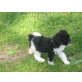 Bella, Toy-Pudel Welpen - Hündin
