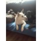 Bella, West Highland Terrier Mix, 40cm - Hündin