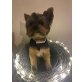Bella , Yorkshire Terrier - Hündin