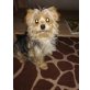 Bella , Yorkshire Terrier - Hündin