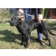 Bella, die schwarze Rakete - Hündin