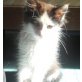 Bella, hübsches Langhaar-Katzenbaby sucht Zuhause! - Katze
