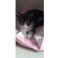 Bella, kleines Katzenmädchen sucht Zuhause - Katze
