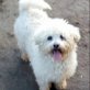 Bella nette und freundliche Hündin, Bichon Frise (Mischling) - Hündin