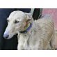 Bella,sanft und ruhig, Galgo Español - Hündin