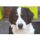 Bella, sucht ein liebevolles Zuhause - Hündin