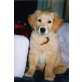 Bella und Babsi, Golden Retriever - Hündin