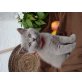 Bella und Bahiya, Britisch Langhaar - Katze