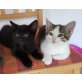 Bella und Bonnie, Europäisch Kurzhaar - Katze