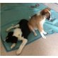 Bella und Cherie, 3/4 Border Collie Welpen - Hündin