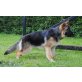 Bella vom Kapellenberg, Deutscher Schäferhund - Hündin
