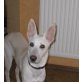 Bella, weißer Schäferhund Mix - Hündin