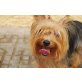 Bella, zuckersüß!, Yorkshire Terrier - Hündin