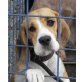 Bella8, Beagle - Hündin