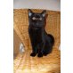 Belladonna, Britisch Kurzhaarkatze - Katze