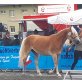 Bellaluna, Haflinger - Stute