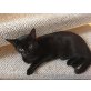 Bellan und Bonny, Hauskatze - Katze