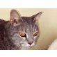 Bellavecchia, EKH - Katze