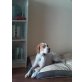 Belle, English Pointer - Hündin