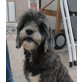 Belle, Pudel Mix - Hündin