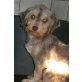 Belle, Wuschel-Mix - Hündin