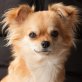 Belli, Chihuahua langhaariger Schlag - Hündin