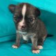 Bellino, Chihuahua kurzhaariger Schlag - Rüde