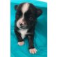 Bellissimo, Chihuahua kurzhaariger Schlag - Rüde