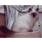 Bellissimo, Heilige Birma - Kater