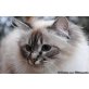 Belly, Heilige Birma - Katze