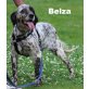 Beltza, English Setter - Hündin