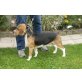 Ben, Beagle - Rüde